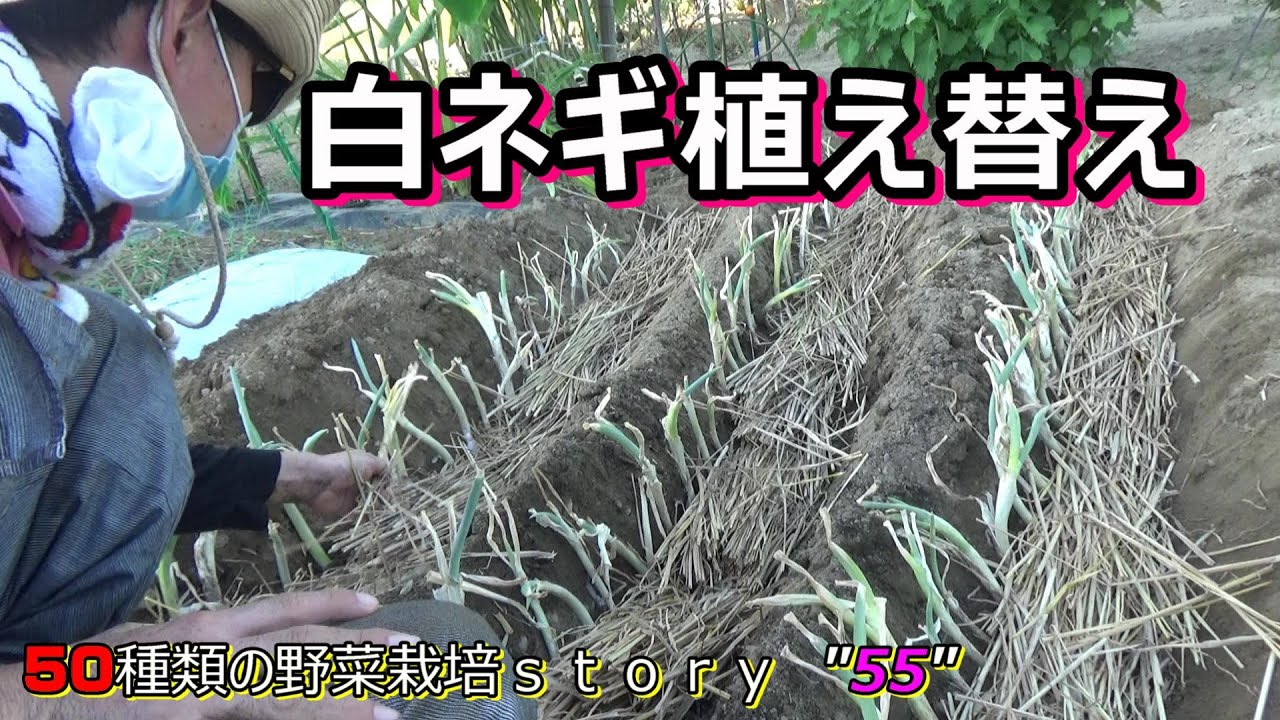 家庭菜園 8月に白ネギ 長ネギ の植え替え Youtube