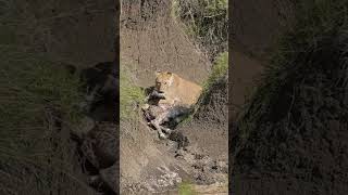 Lioness Attacks Baby Giraffe