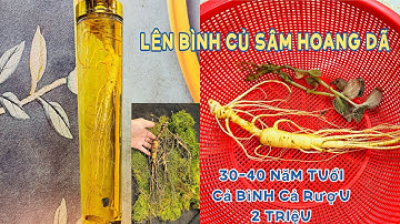 Sâm Hoang Dã Không Đắt Như Mọi Người Nghĩ Lên Bình Củ Sâm Đẹp Mê Lòng Người