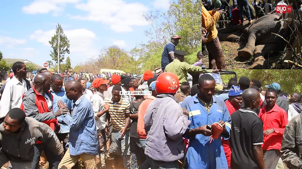 KIJANA AUAWA NA TEMBO ARUSHA KWA KUMSHIKA MKIA NA KUMPIGA PICHA ILI ASAMBAZE MTANDAONI
