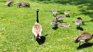 7 mins of geese  at centre island #geese #bird #birds #toronto #trending #viral #shortsviral #vlog