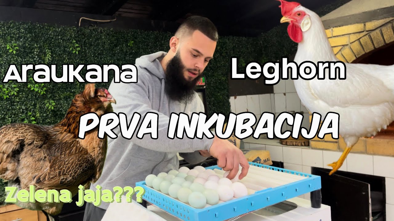 Kako Pravilno Staviti Jaja u Inkubator! Prva Inkubacija Leghorn Araukana