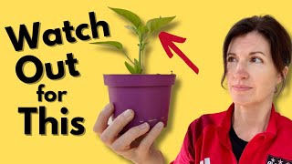 Growing Pepper Plants & the 4 Signs You Should Never Ignore!