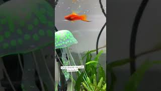 Should I Move The Bully Swordtail Out Of The Aquarium?