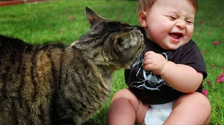 Video 11853911: pet collective funny, baby cute compilation cat