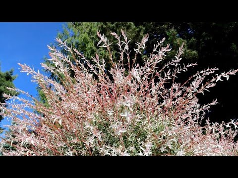 Vídeo: Flamingo Japanese Willow Info - Dicas para o cultivo de salgueiros manchados