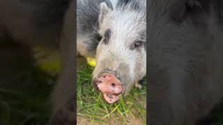 Mini Pigs Eating Grass | SATX Pet Pigs