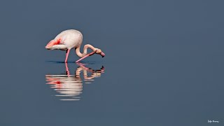 İzmir Kuşcenneti - Flamingo Kur Dansı [Izmir Bird Paradise - Flamingo Courtship Dance]