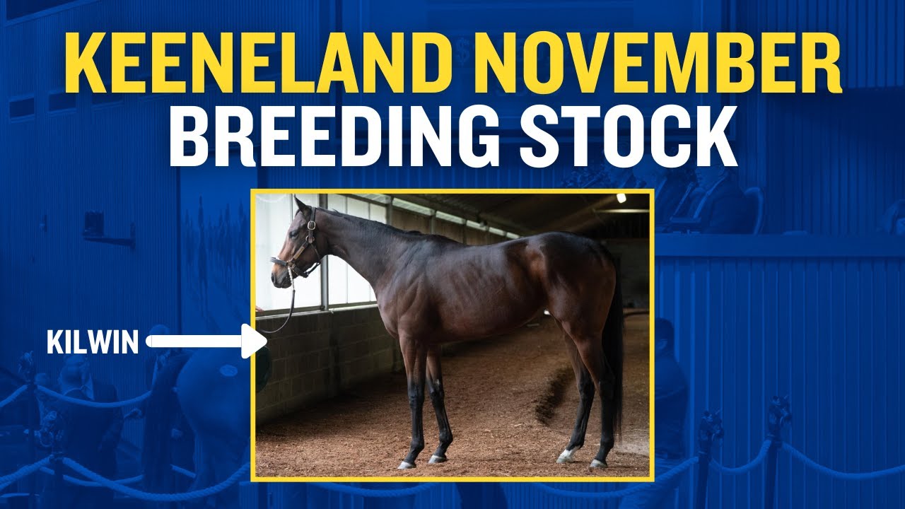 HIP 223 KILWIN at the Keeneland November Sale