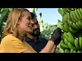 El cultivo del pltano de canarias con mireia belmonte