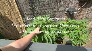 Outdoor Garden Grow UK  #10