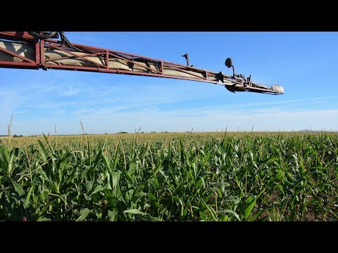 Video: Tillers On Corn – Informace o přísavkách na kukuřičných stéblech