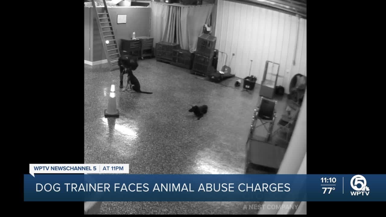 Dog trainer faces 5 charges of animal cruelty in Loxahatchee - YouTube