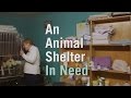 The Only No-Kill Animal Shelter In The Bronx May Close