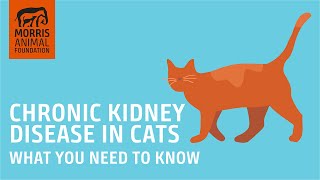 AnimalNEWS 101: Chronic Kidney Disease in Cats  What Owners Need to Know.