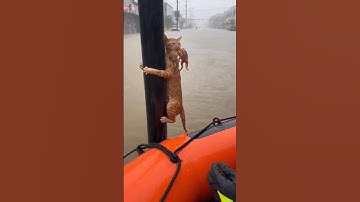I Found Her Screaming in the Flood... What Happened Next 😭💔 #catrescue