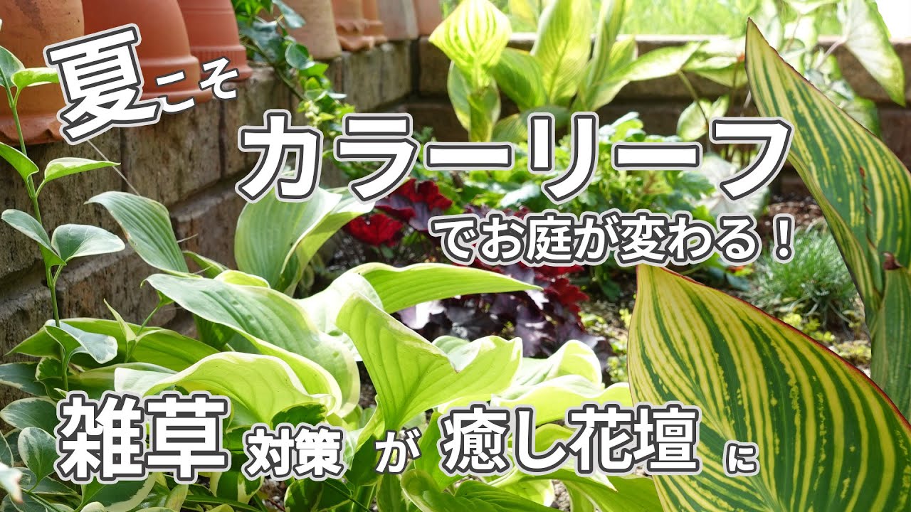 ガーデニング 雑草スペースをローメンテナンスなカラーリーフ花壇に変える 花が少なくても雰囲気の良い大人スペースに Youtube