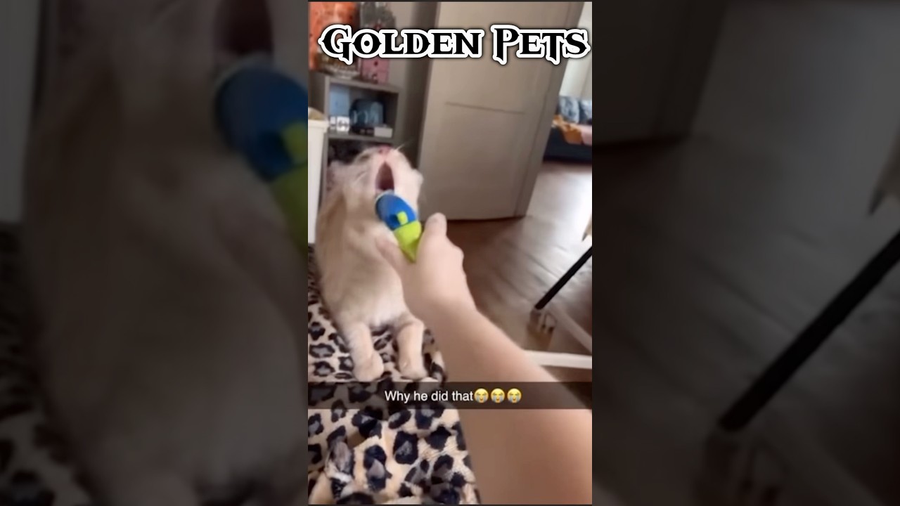 Кошачьи нападения 😂😏 Забавные милые видео с кошками 😍 