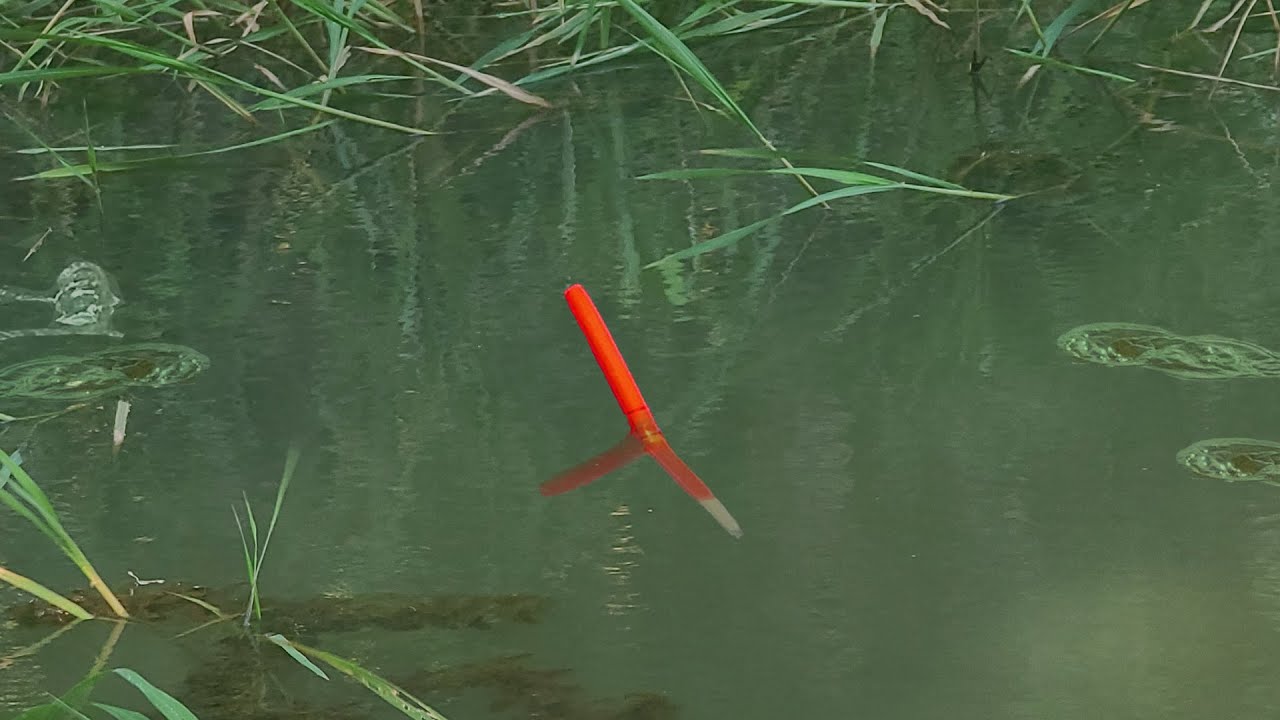 Rừng Tràm Hoang Cá Rô Đồng Nhiều Khủng Khiếp Thả Mồi Xuống Là Lút Phao Liền