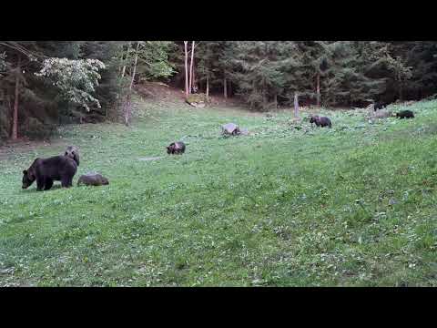 Erdély, Barna medve
