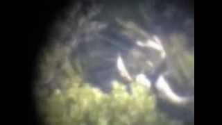chris beck monster buck.wmv
