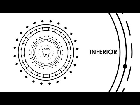 Vídeo: La ventral és superior o inferior?