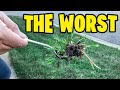 Getting rid of this invasive grassy weed is the worst!