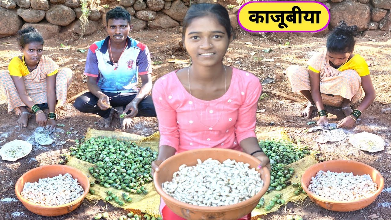 काजू बिया सिझन | या हंगामात आदिवासी लोकांची कमाई पहा | रायगडच्या कलमी काजूबीया | Naresh Jadhav Vlogs