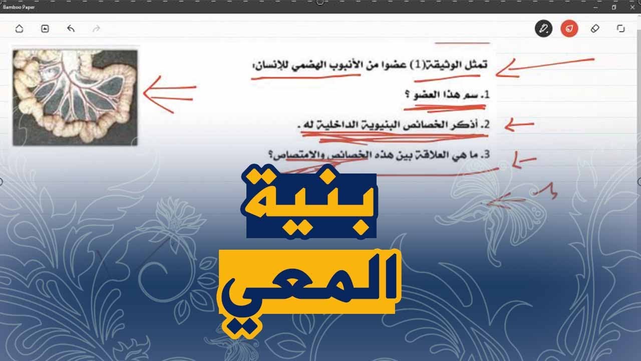 تمرين على بنية المعي الدقيق علوم طبيعية للسنة الرابعة متوسط الجيل الثاني