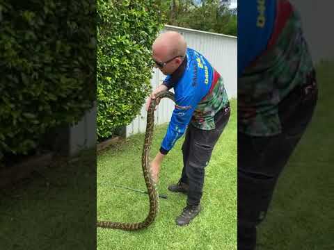 Snake Catcher Removes Massive Python From Queensland Family's Garden