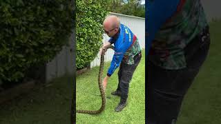 Famous Snake Catcher Removes Massive Python From Queensland Family's Garden Wealth