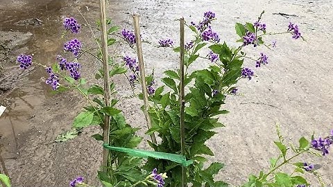 Cây hoa chuỗi ngọc tím, cây ra hoa quanh năm, các bạn yêu màu tím vào hốt em này nhé.