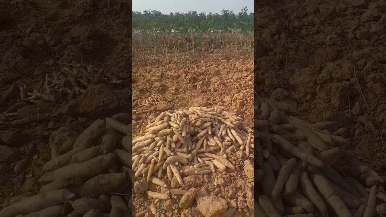 Cassava: The Drought-Proof Gardening Wonder