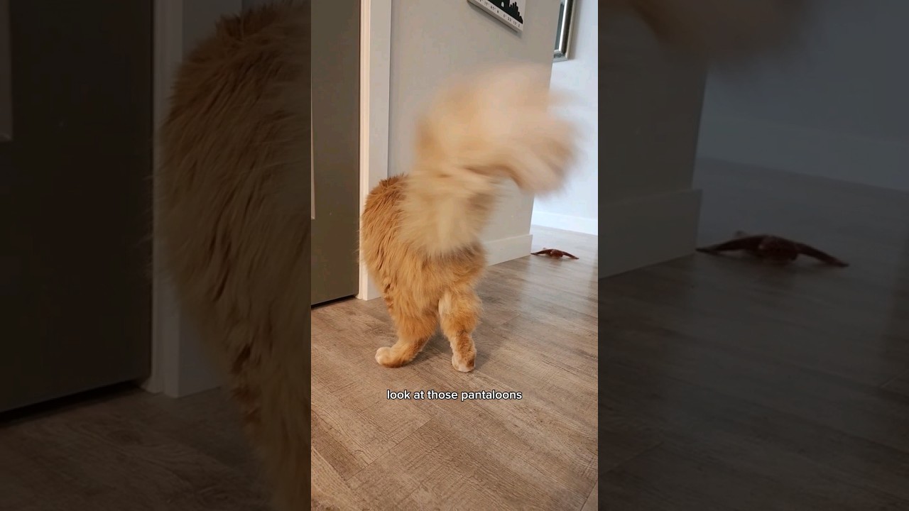 Waltito is a fashion icon 😎😂 #animals #cat #cute #pets #cutecat #petvideos #funnypets