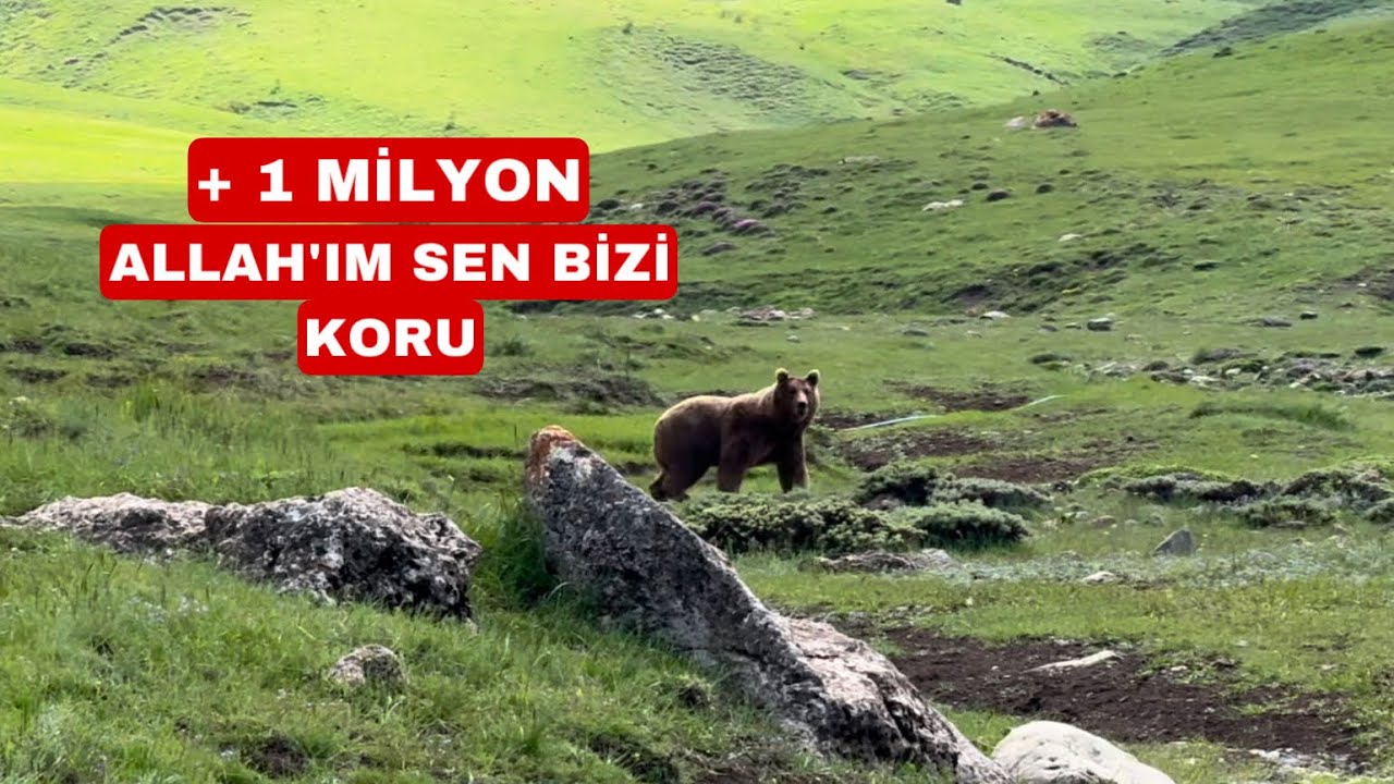 ERZİNCAN’DA KORKU YARATAN BÜYÜKLÜKTE BİR AYI KANGAL ÇİFTLİĞİNİ BASTI ŞOK OLACAKSINIZ