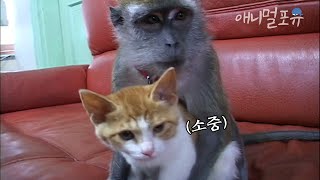 사랑인고양? 울집 아기 고양이 원숭이랑 같이 살더니 결국..ㅎㅎ| KBS 주주클럽 070715 방송