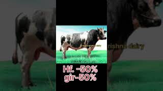 Download Lagu BAIF BULL DARWIN /50% hf or 50%gir cross MP3