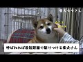 呼ばれたら最短距離で主の元へ駆けつける柴犬モモさん