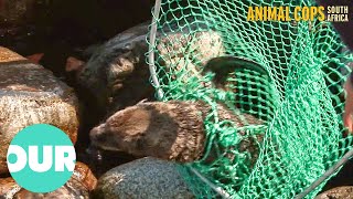 Poor Seal Becomes Dangerously Entangled In A Net | Animal Cops South Africa Ep5 | Our World