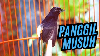 Download Lagu PANCINGAN MURAI BATU SIANG HARI EFECTIF bikin EMOSI MURAI MANAPUN AUTO IKUT BUNYI #27 MP3