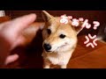 ご主人様の手が敵となった瞬間の柴犬の反応