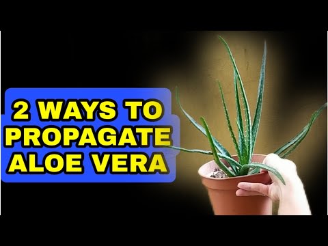 Video: How To Propagate Aloe At Home: 3 Easy Ways