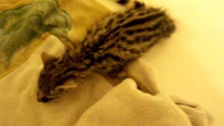 Baby Spotted Genet Noises Before Bath Time