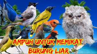 suara pikat burung kecil susah turun di jamin ampuh untuk burung liar bandel anti zonk jt36