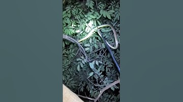 Soi rắn đêm #loccobra #snake #snakefarm #food #animals #topgamedoithuonguytin #fishing