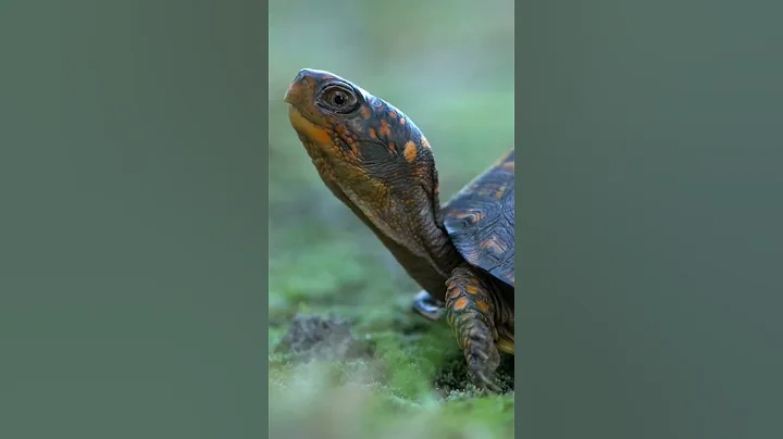 Top 5 Facts About Turtles (FunnyWeird)01 - DayDayNews