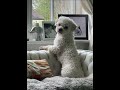 Crafted with over 50 years of Winchester Heritage #winchester #furniture #fyp #dog #viral