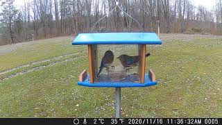 Troyer's Hanging Bluebird Feeder