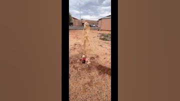 Coke Vs. Diet Coke and Mentos ##science #statesofmatter #fun #educational