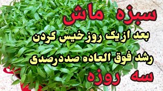 آموزش سبزه ماش با ترفندی مهم برای پرپشت شدن و رشد سه تا چهار روزه